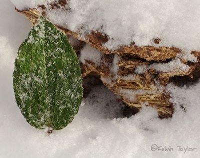 Snowy Tipularia leaf