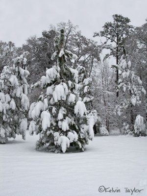 Snowy pine trees 2