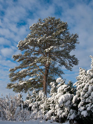 Snowy pine tree  and cypress