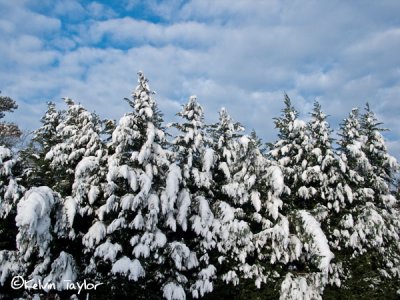 Snowy leyland cypress