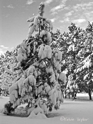Snowy pine in B&W