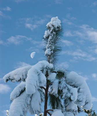 Snowy pine with cresent moon