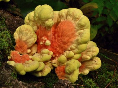 Laetiporus