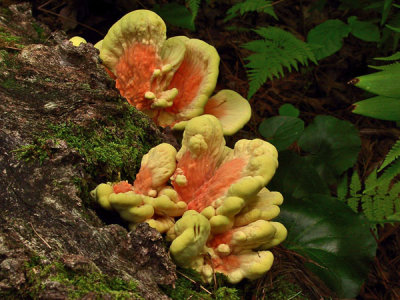 Laetiporus