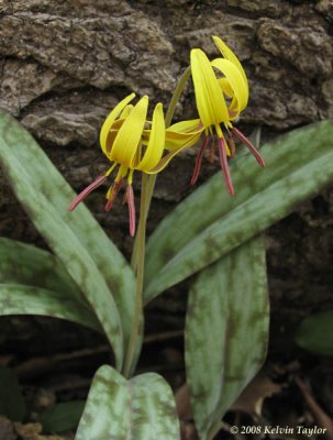 Trout Lily couple