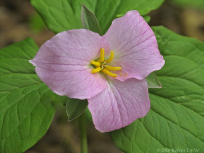 Trillium grandiflorum