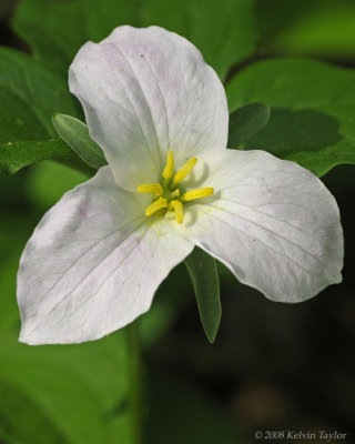 Trillium grandiflorum