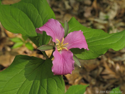 Trillium Surprises at the Catawba County Rest Stop - May 2008