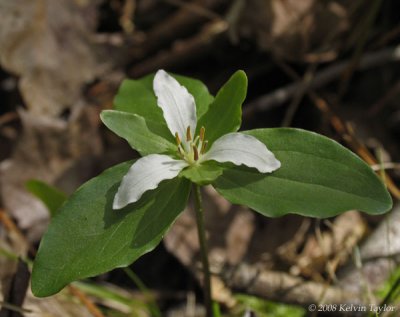 Trillium pusillum var. virginianum