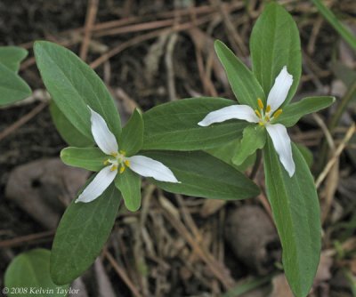 Trillium pusillum virginianum
