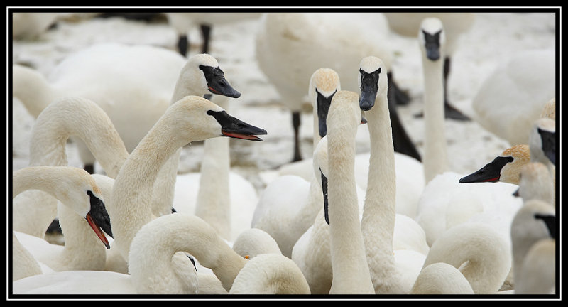 Trumpeter swans