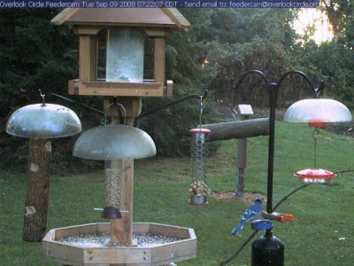 Bluejay at the mealworm feeder