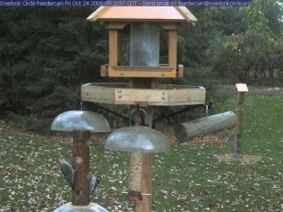 Downy and red-bellied woodpecker