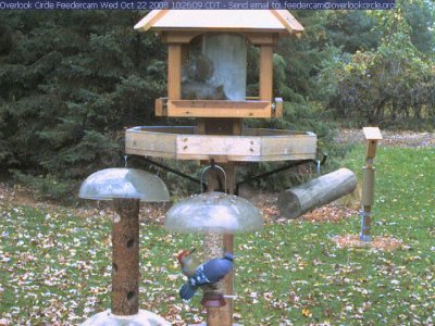 Blue jay and red-bellied woodpecker