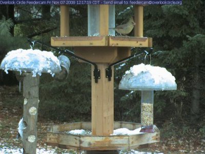 Female cardinal