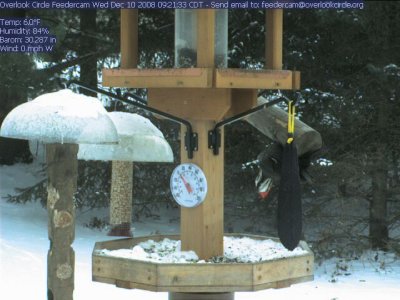 Pileated woodpecker upside down