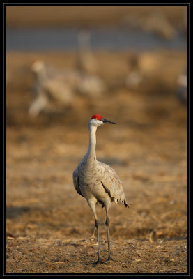 Morning crane