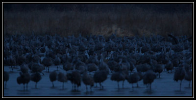 Early morning cranes