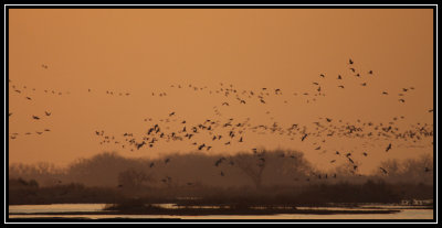 Sunset cranes