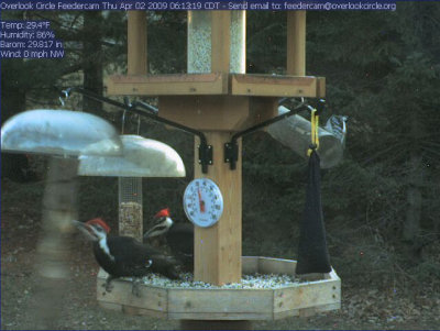 TWO pileated woodpeckers