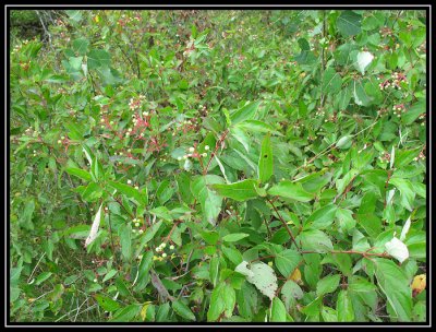 Gray dogwood