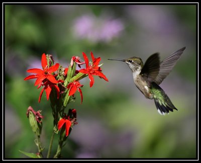 Ruby-throated hummingbird at royal catchfly