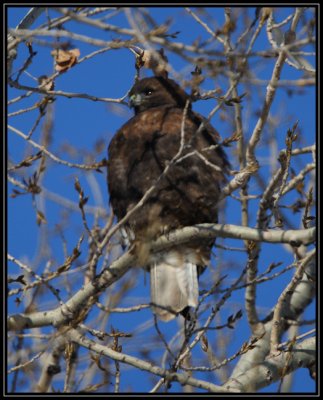 Red-tailed hawk (dark)