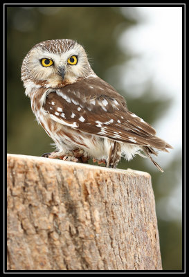 Saw whet owl (captive)