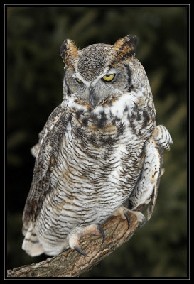 Alice the Great horned owl (captive)