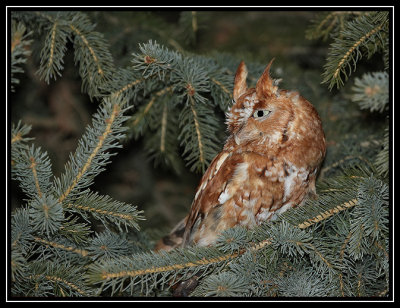 Eastern screech owl (captive)