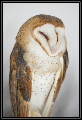 Barn owl (captive)