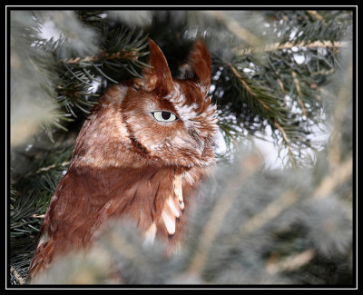 Eastern screech owl (captive)