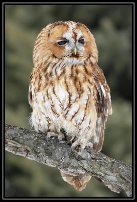 Tawny owl (captive)