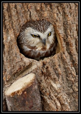Saw whet owl (captive) ©  Liz Stanley