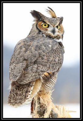 Great horned owl (captive) ©  Liz Stanley