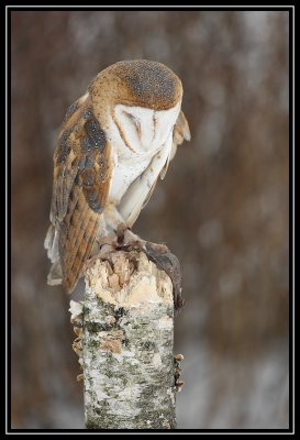 Barn owl (captive)