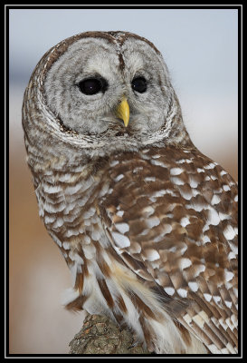 Barred owl (captive) ©  Liz Stanley
