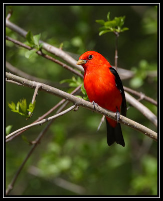 Scarlet tanager ©  Liz Stanley