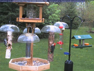 Red-bellied and downy woodpecker, red-winged blackbird