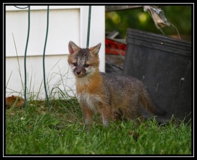 Fox kit (neighbor's yard)