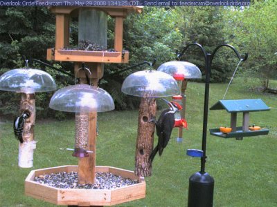 Pileated and hairy woodpeckers