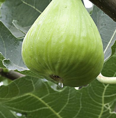 Big juicy fig