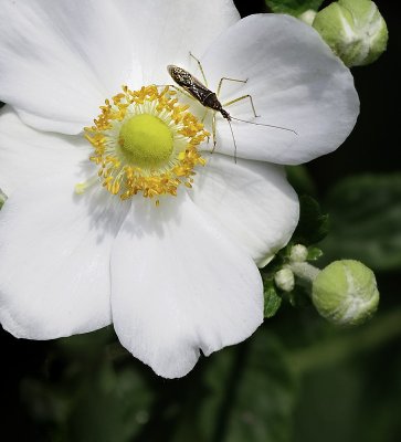 Japanese Anemone and un-friend