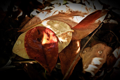 last of the blueberry leaves