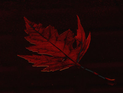 Leaf on the Windshield
