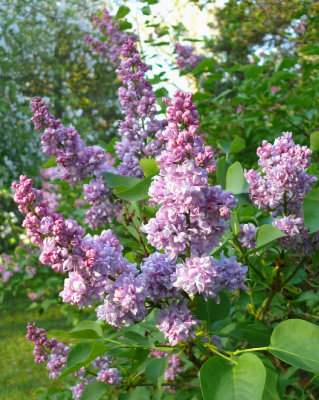 Lilacs in the morning sun