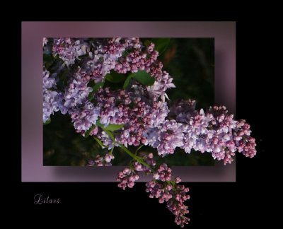 Lilacs