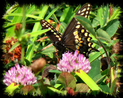 Black Swallowtail