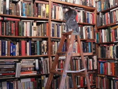 Hodge the Bookstore cat