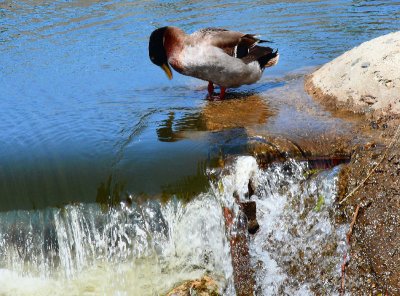 Narcissus